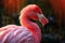 Fowl feathers beak wildlife nature animal birds pink wild zoo flamingo elegance