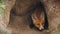 Fox animal hole brute predator wolf nature wild summer zoo