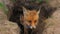 Fox animal hole brute predator wolf nature wild summer zoo