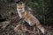 Fox Animal wildlife nature mammal in the forest