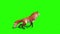 Fox Attacks Side Green Screen 3D Rendering Animation Animals