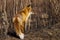 A fox in a burnt meadow after a forest fire