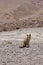 Fox close to lagoon with birds and pelicans with colorful mountains. Landscape of the Salar de Uyuni and lagoons like