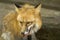 Fox close-up portrait. Foxes are small-to-medium-sized, omnivorous mammals belonging to several genera of the family Canidae. Fox