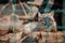 Fox corsac, lying on a log behind a green lattice in zoo