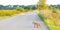 Fox crosses road dutch landscape