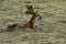 Fox Cub in a Hay Field