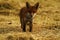 Fox Cub in a Hay Field