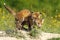 Fox cubs eating meat