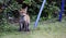 Fox cubs exploring the garden