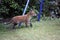 Fox cubs exploring the garden