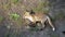 Fox cubs exploring and playing