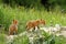 Fox cubs near the burrow