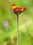 Fox and Cubs or Orange hawkweed flower, Pilosella aurantiaca