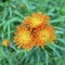 Fox and cubs, Pilosella aurantiaca flowering