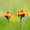 Fox-and-cubs, Pilosella aurantiaca..Malleny Garden, Edinburgh, Scotland