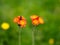 Fox-and-cubs, Pilosella aurantiaca..Malleny Garden, Edinburgh, Scotland