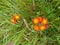 Fox-and-Cubs - Pilosella aurantiaca, Norfolk, England, UK