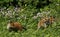 Fox Cubs Playing in Wild Flower Meadow