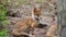 Fox cubs resting near burrow