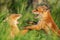 Fox cubs. Two young red Foxes playing in the grass