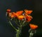 Fox and Cubs Wild Flowers