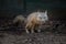 The Fox (Cute valpes corsac)