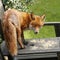 Fox eating in the garden