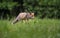 Fox on an evening hunt.