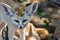 Fox fennec opened eyes and looks