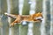 Fox flight. Red Fox jumping , Vulpes vulpes, wildlife scene from Europe. Orange fur coat animal in the nature habitat. Fox on the