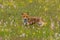 Fox in flowers. Red fox, Vulpes vulpes, sniffs about prey on flowered meadow. Beautiful animal hunting in spring rain.