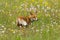 Fox in flowers. Red fox, Vulpes vulpes, sniffs about prey on flowered meadow. Orange fur coat animal hunting in spring rain.