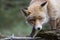 Fox in the forest in the netherlands