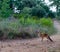 Fox in the forest next to the path