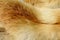 Fox fur animal texture background