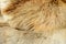 Fox fur animal texture background