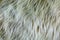 Fox fur textures. Fox shaggy fur texture. Abstract fabric. Fluffy rusty texture. Smooth surface, rough skin background