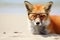A fox with glasses on the beach basks in the summer sun on the beach. Animal on warm sand surrounded