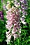 Fox glove flower