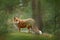 Fox in green forest. Cute Red Fox, Vulpes vulpes, at forest with flowers, moss stone. Wildlife scene from nature. Animal in the na