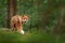 Fox in green forest. Cute Red Fox, Vulpes vulpes, at forest with flowers, moss stone. Wildlife scene from nature. Animal in nature