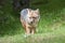 Fox - Grey Fox - in National Park Torres del Paine, Patagonia