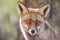 Fox head with geen background. Wildlife in the forest