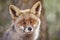 Fox head with geen background. Wildlife in the forest