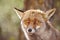 Fox head with geen background. Wildlife in the forest