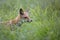 Fox hidden in the grass