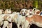 Fox Hounds at their boxing day meet, Staffordshire, UK