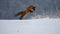 Fox hunting mouse trought winter
