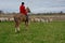 Fox hunting with a pack of hounds